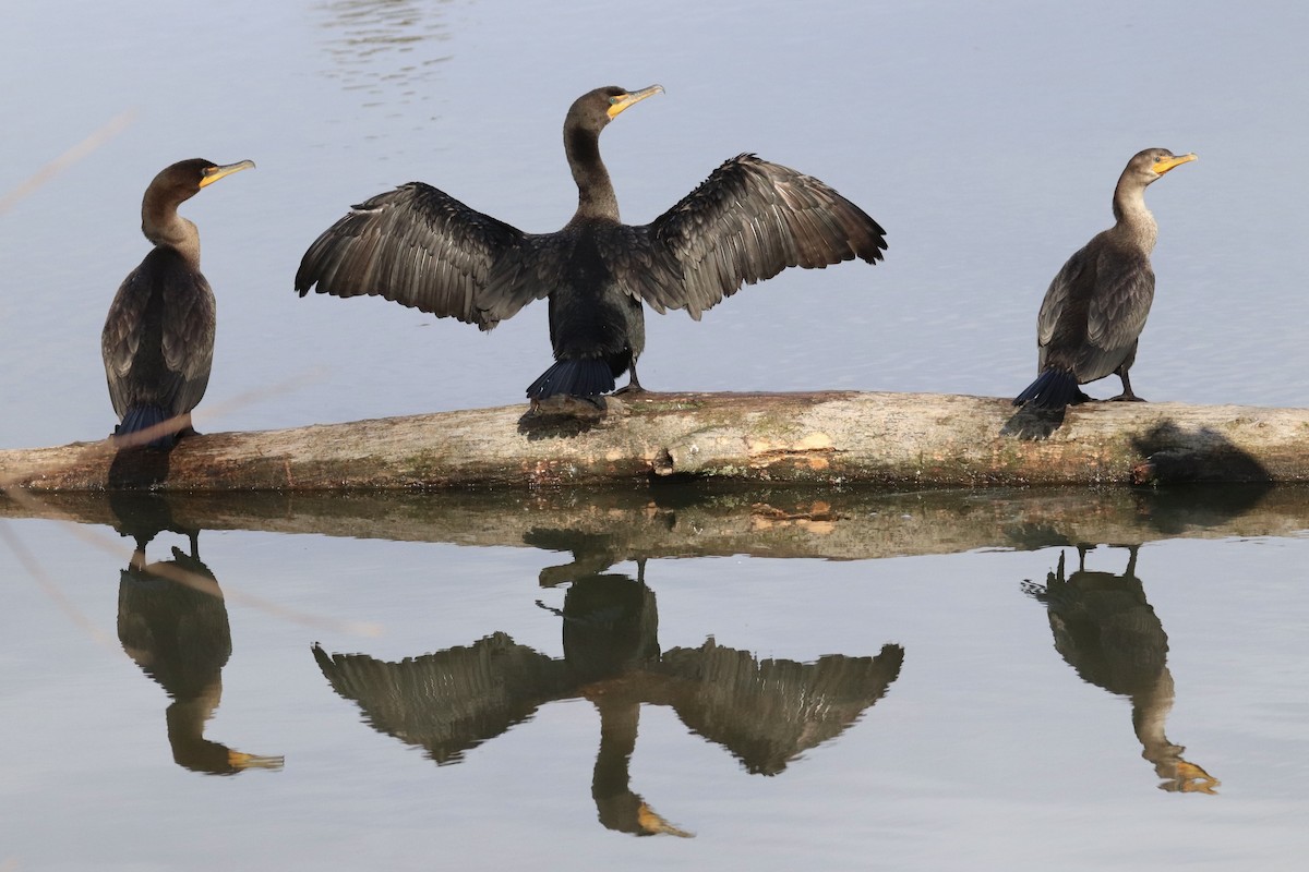 Double-crested Cormorant - ML645524920