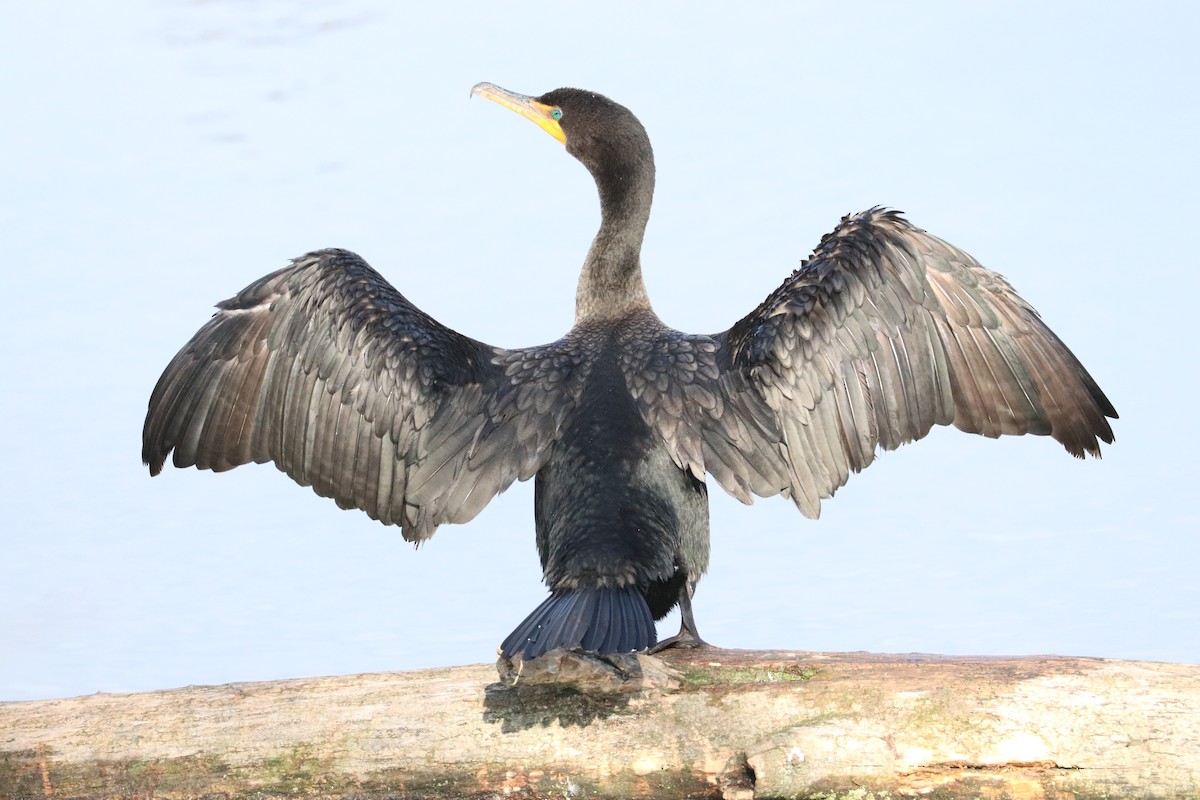 Double-crested Cormorant - ML645524921
