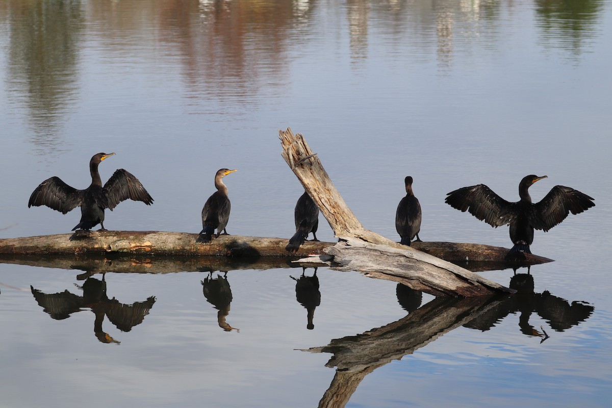 Double-crested Cormorant - ML645524922