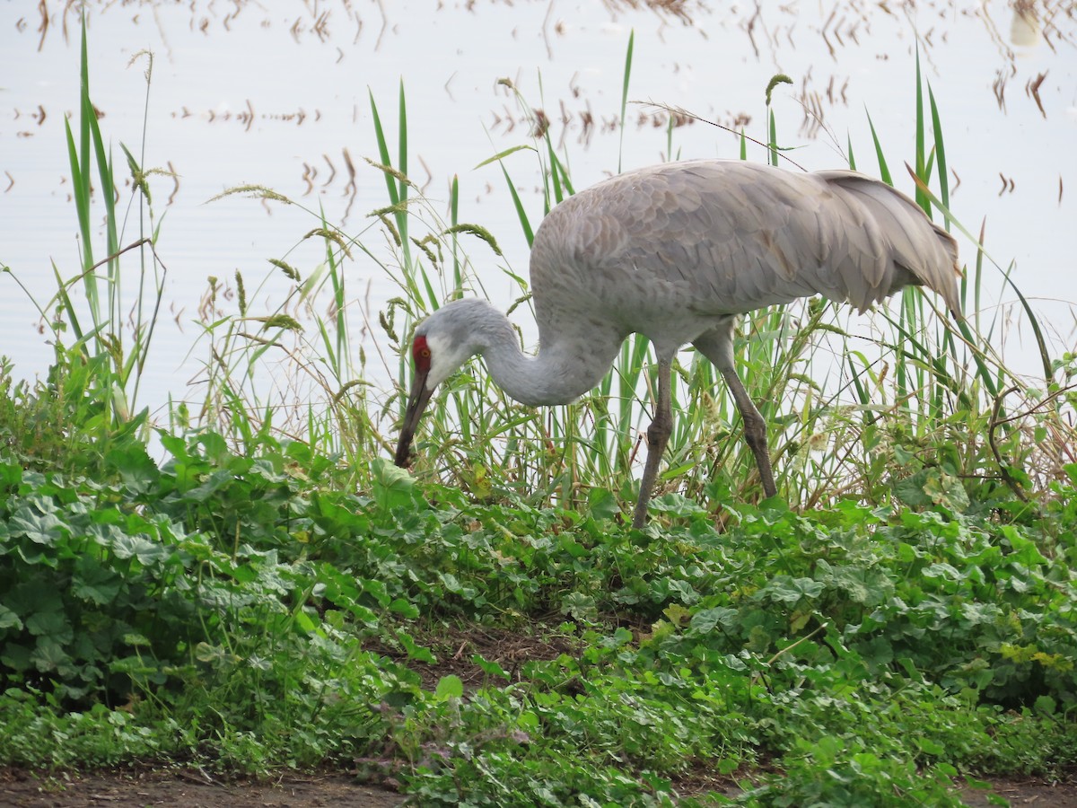 Sandhill Crane - ML645524923