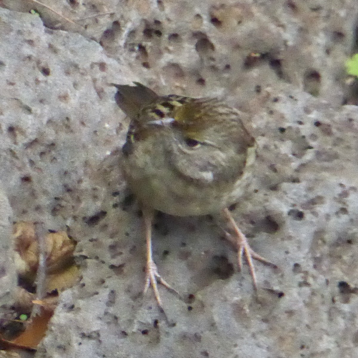 Golden-crowned Sparrow - ML645524924