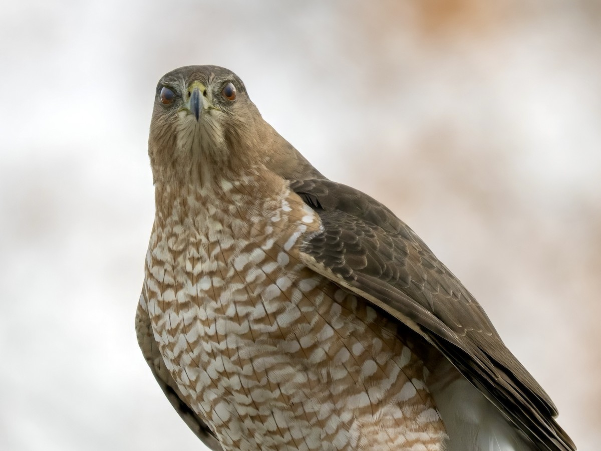 Cooper's Hawk - ML645524925