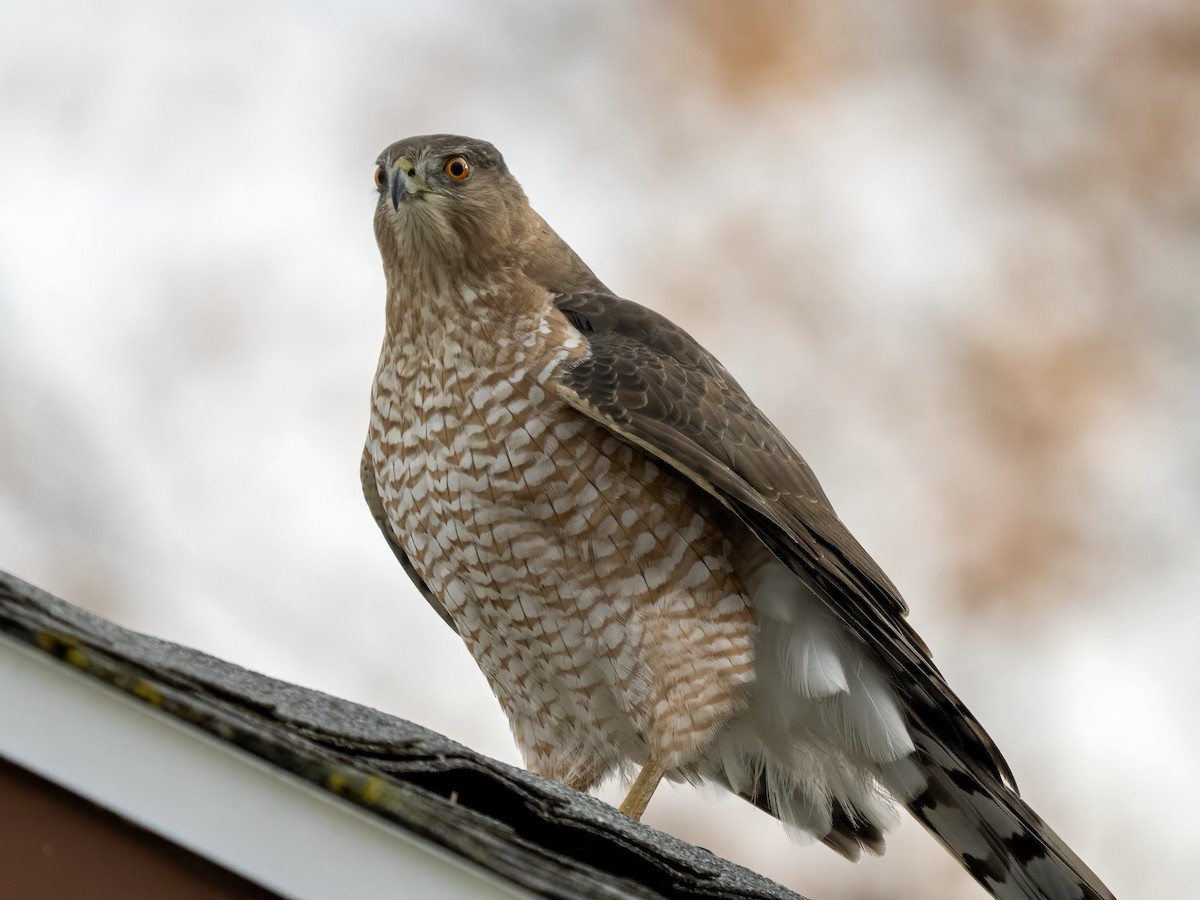 Cooper's Hawk - ML645524926