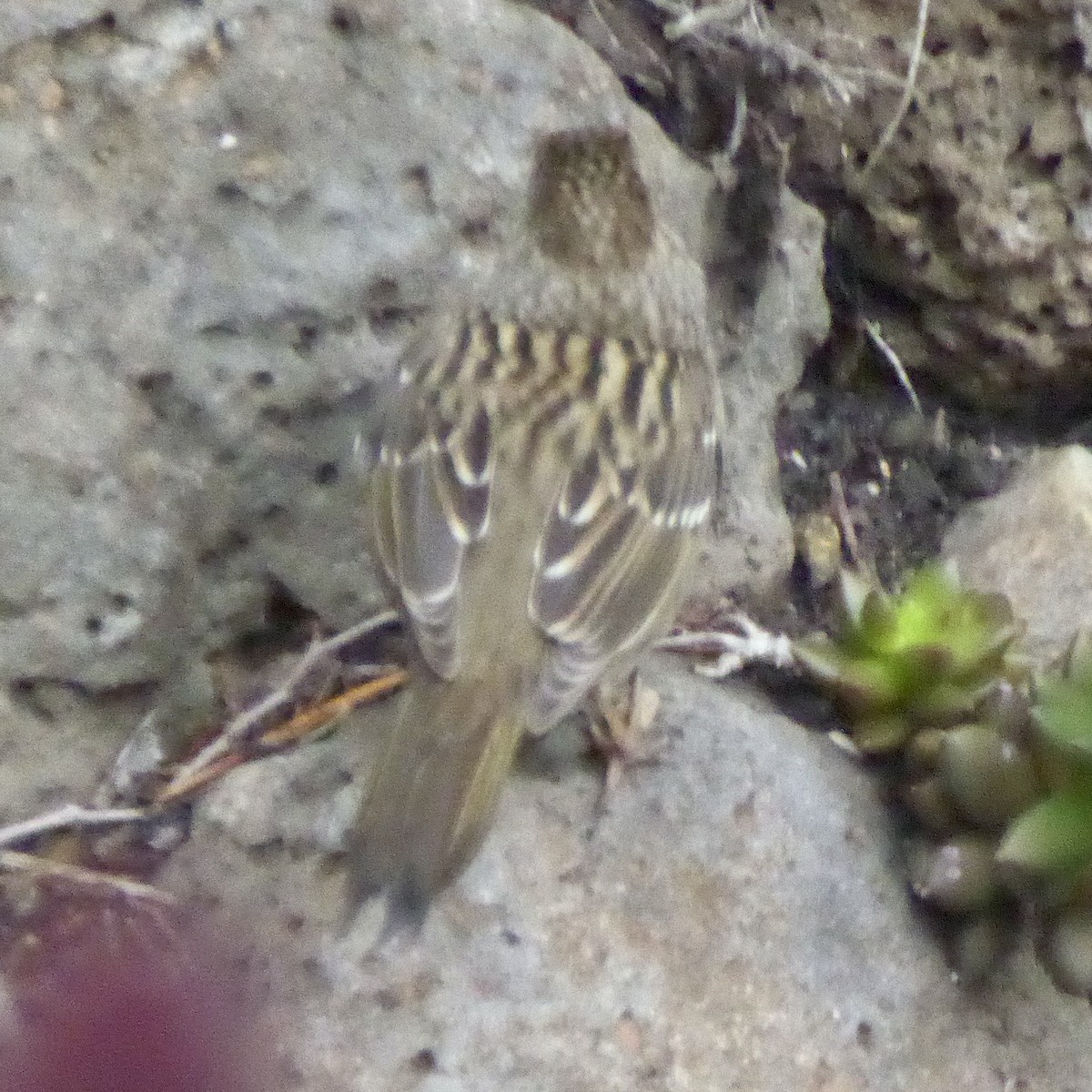 Golden-crowned Sparrow - ML645524927