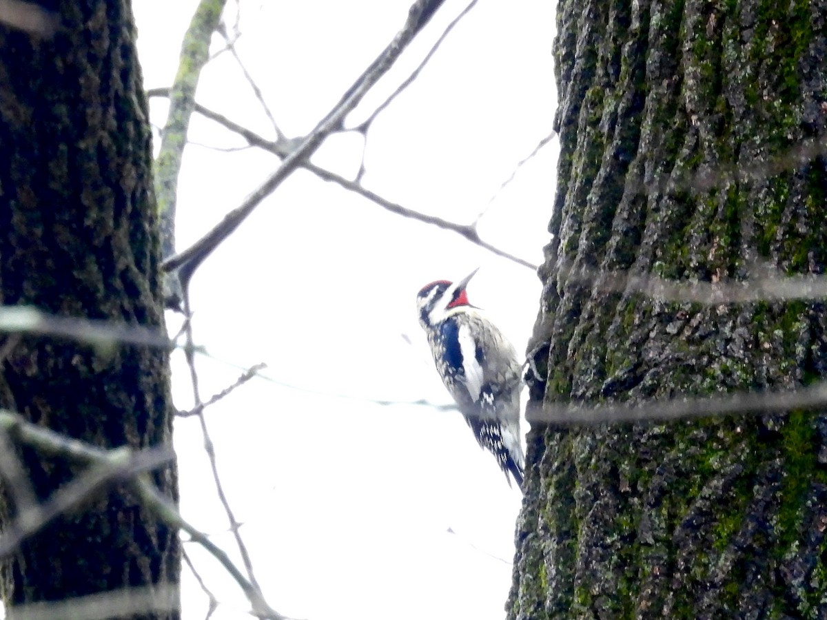 Yellow-bellied Sapsucker - ML645524928