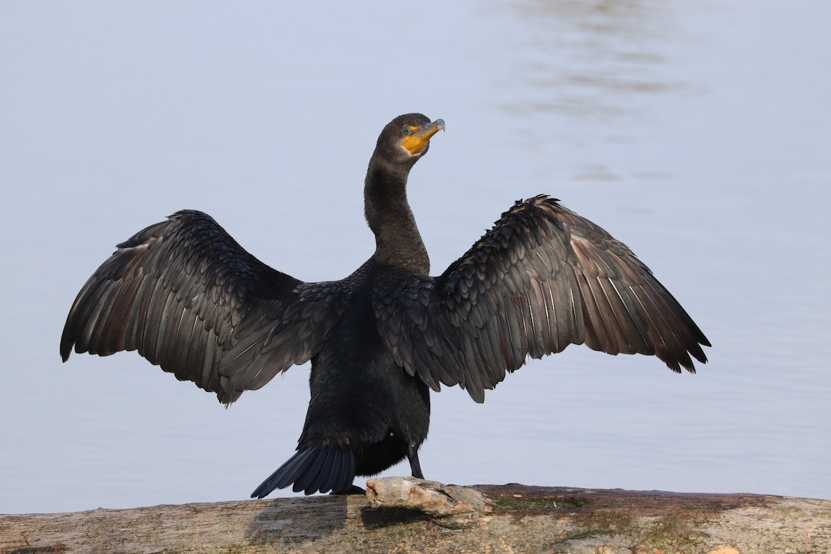 Double-crested Cormorant - ML645524929