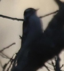 Downy Woodpecker - ML645524930