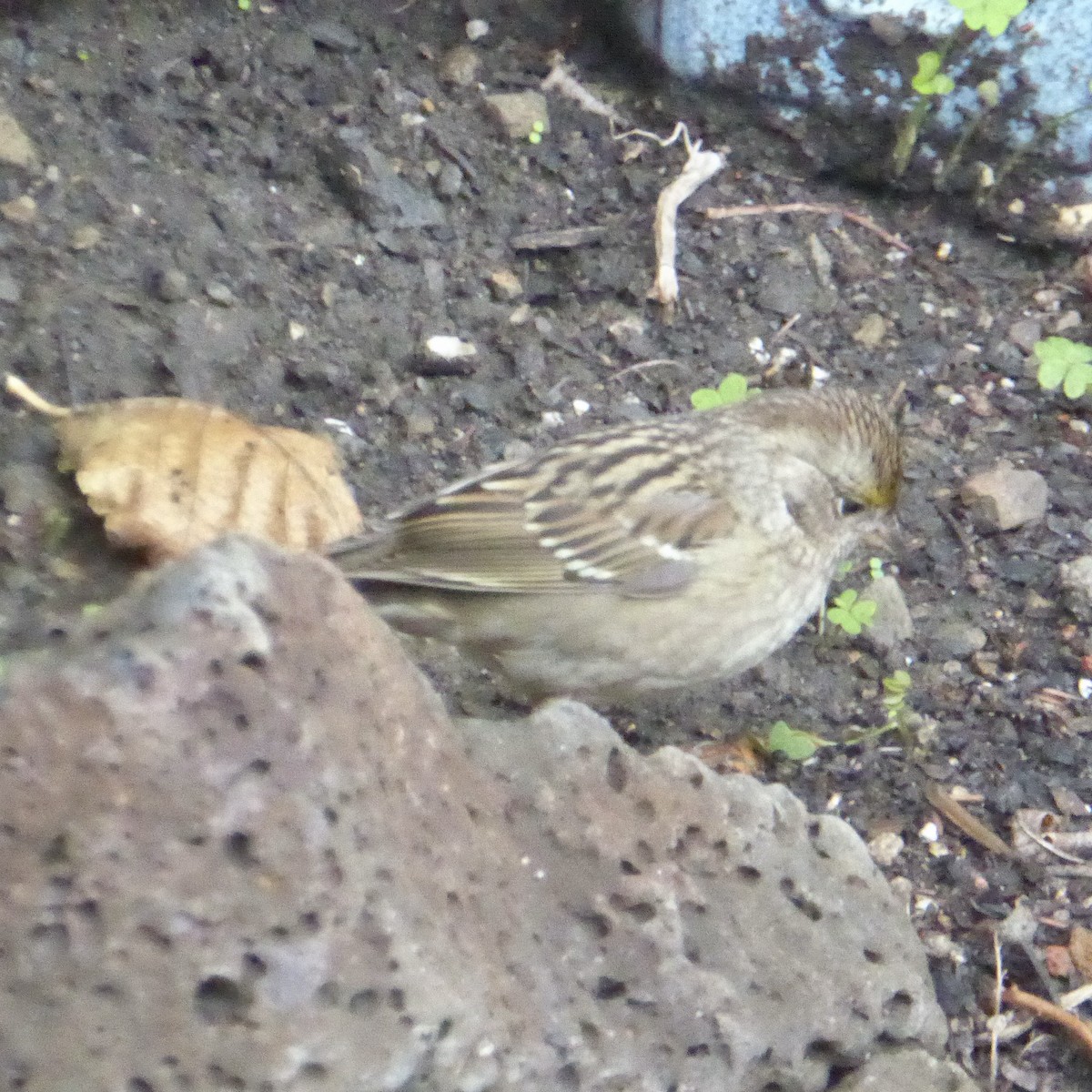 Golden-crowned Sparrow - ML645524931