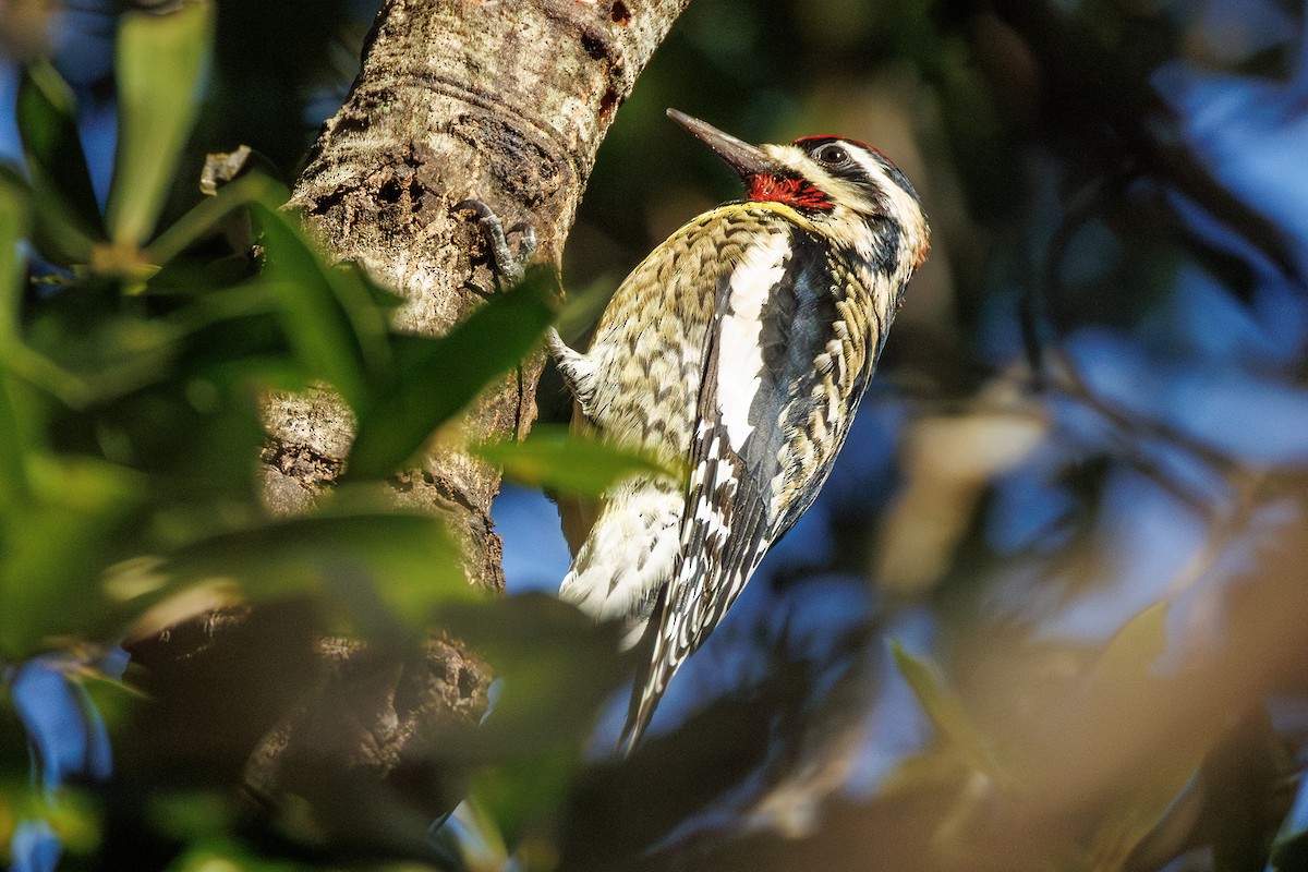 Yellow-bellied Sapsucker - ML645524932