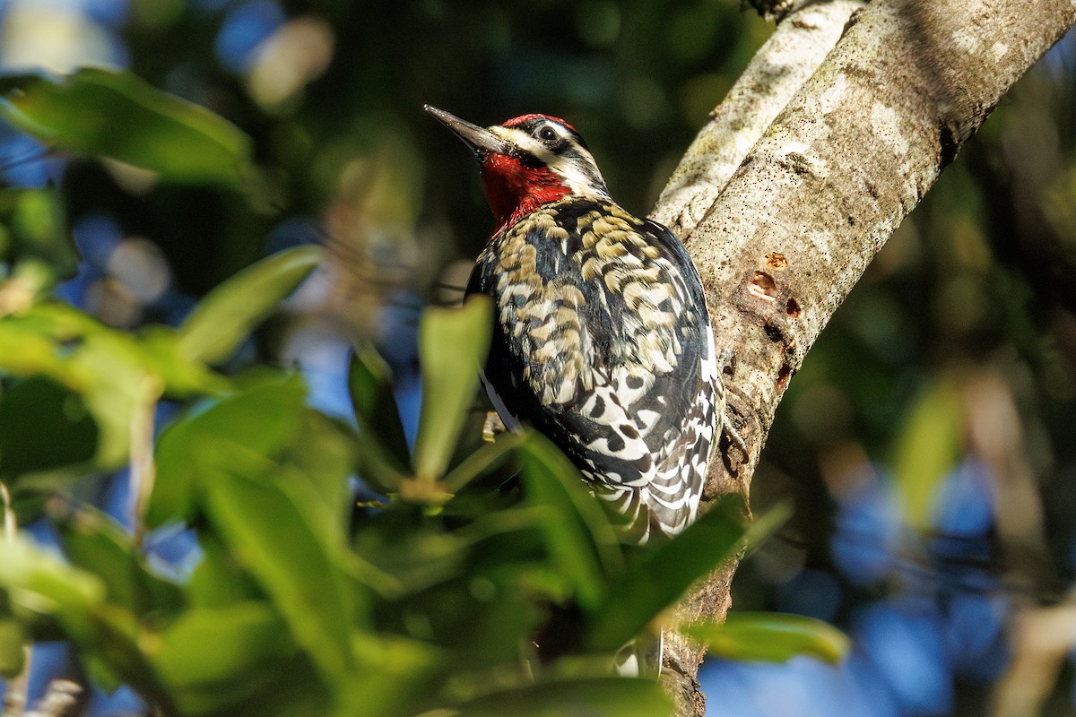 Yellow-bellied Sapsucker - ML645524933