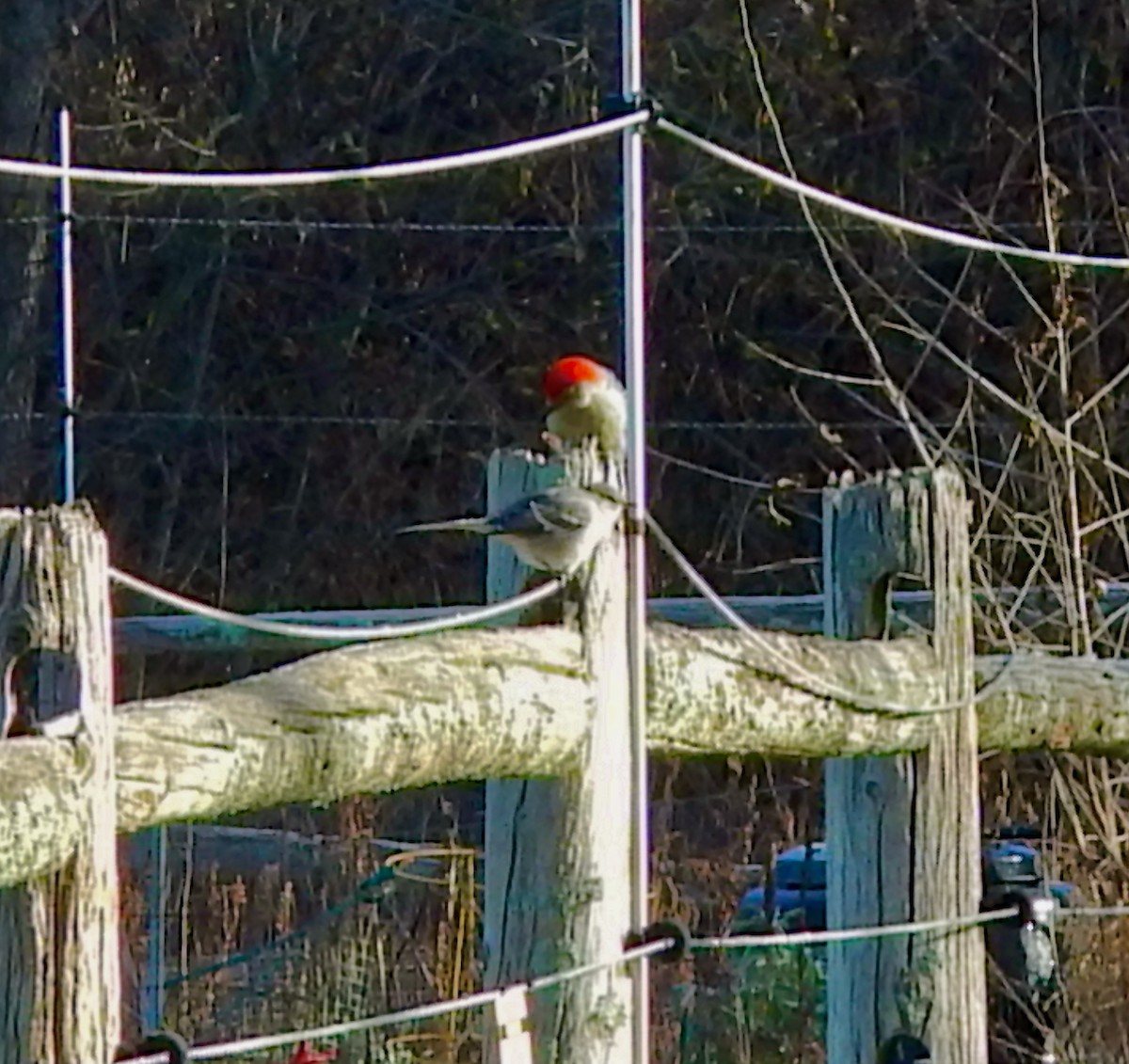 Northern Mockingbird - ML645524935