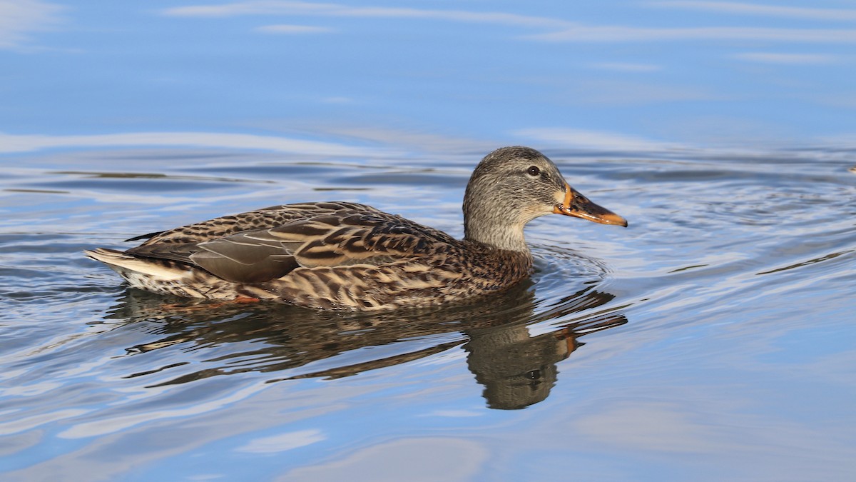 Mallard - ML645524936