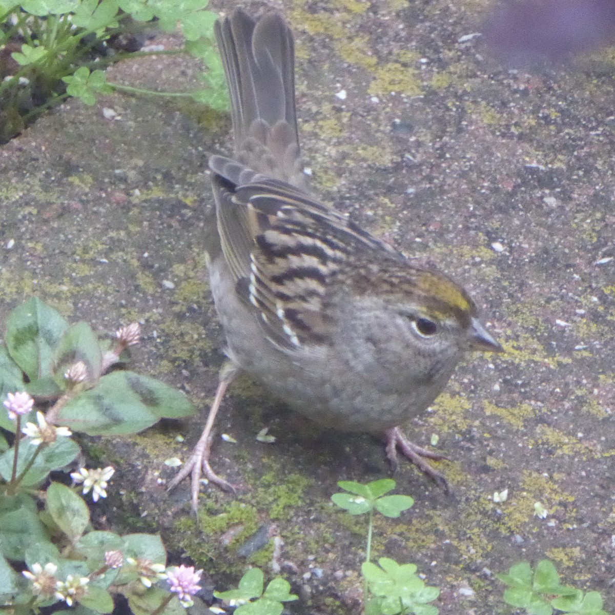 Golden-crowned Sparrow - ML645524937