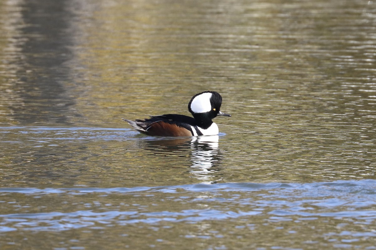 Hooded Merganser - ML645524938