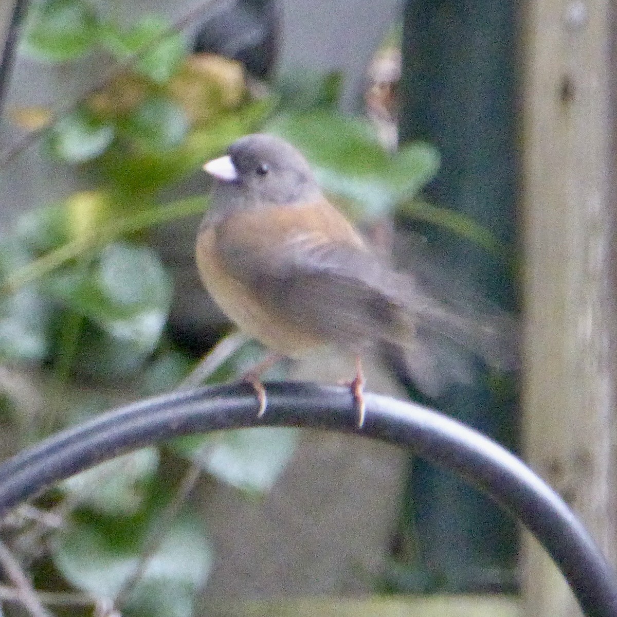 Dark-eyed Junco - ML645524939