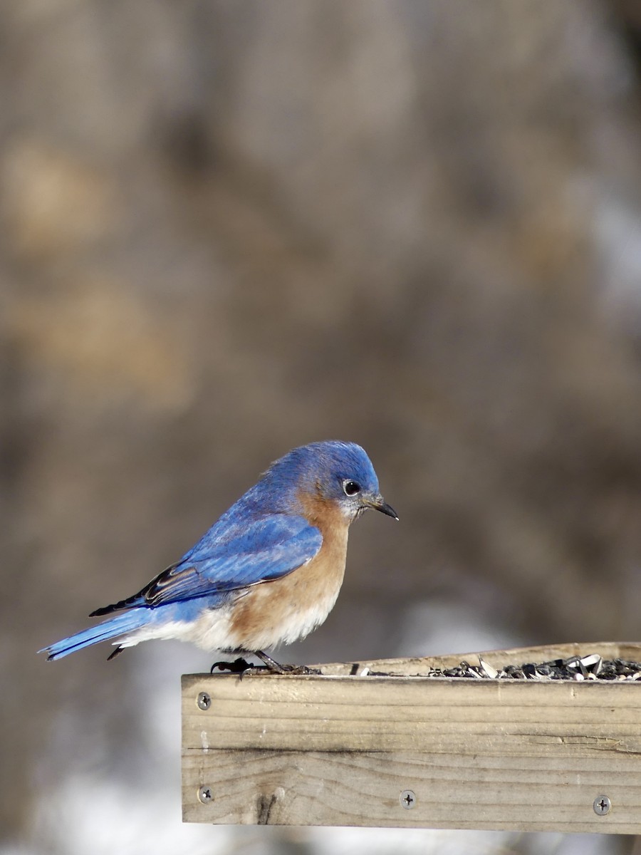 Eastern Bluebird - ML645524940