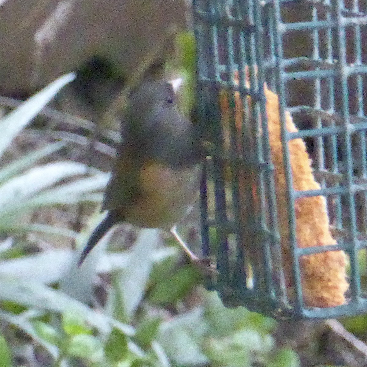 Dark-eyed Junco - ML645524941