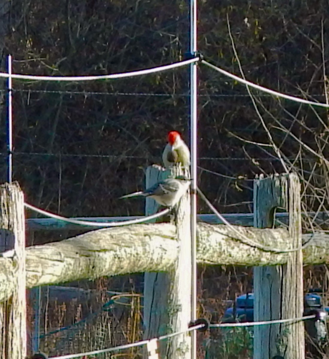 Northern Mockingbird - ML645524945