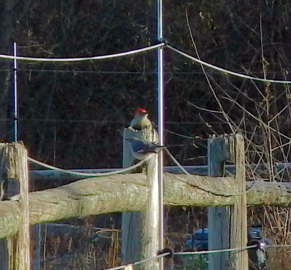 Northern Mockingbird - ML645524946