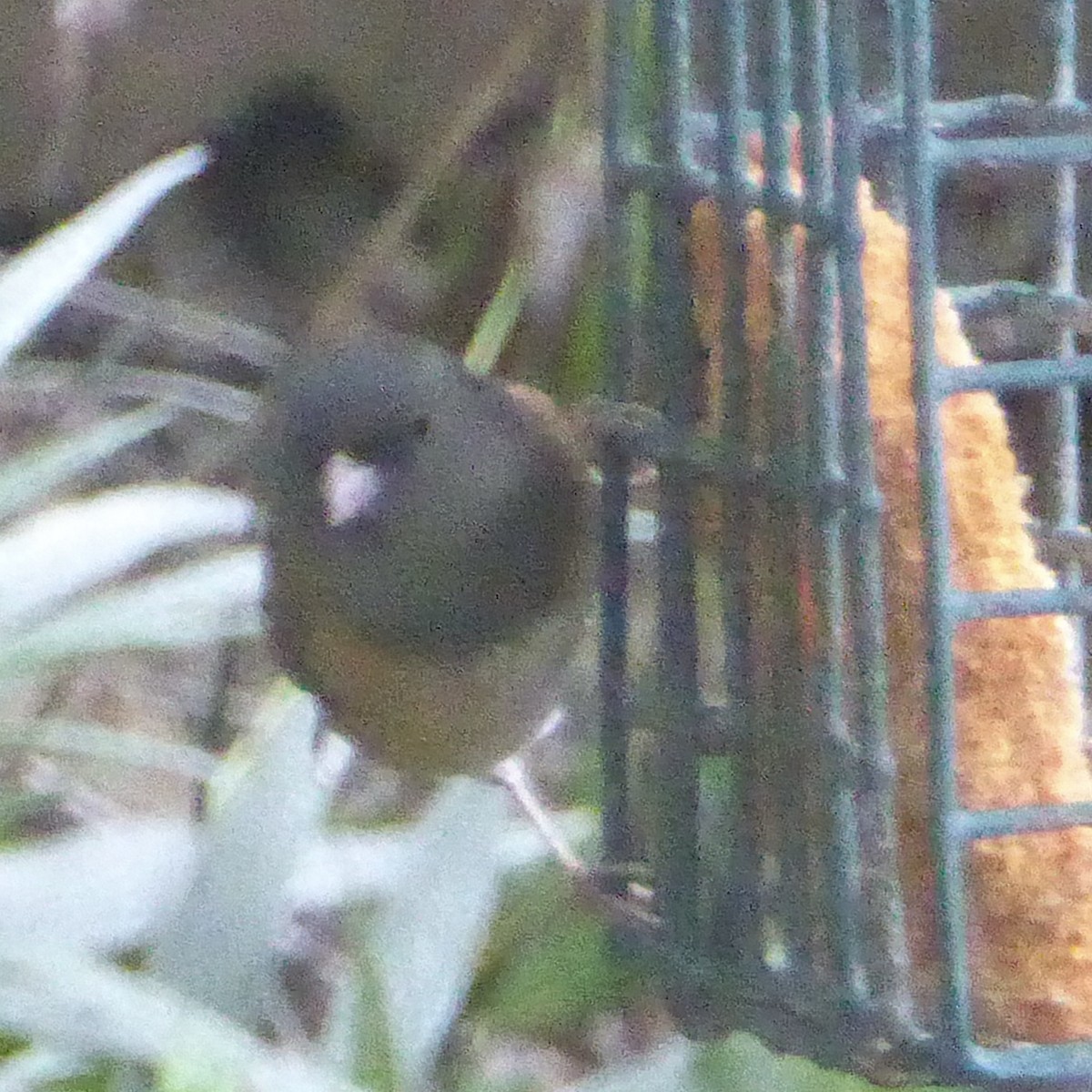 Dark-eyed Junco - ML645524947