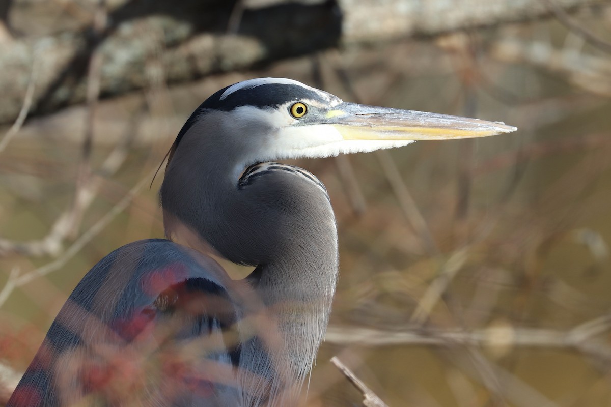 Great Blue Heron - ML645524948