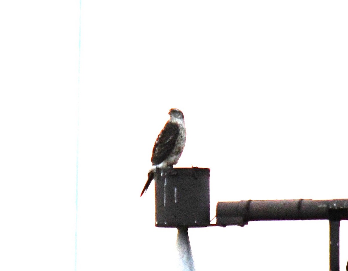 Eurasian Goshawk - ML645524963