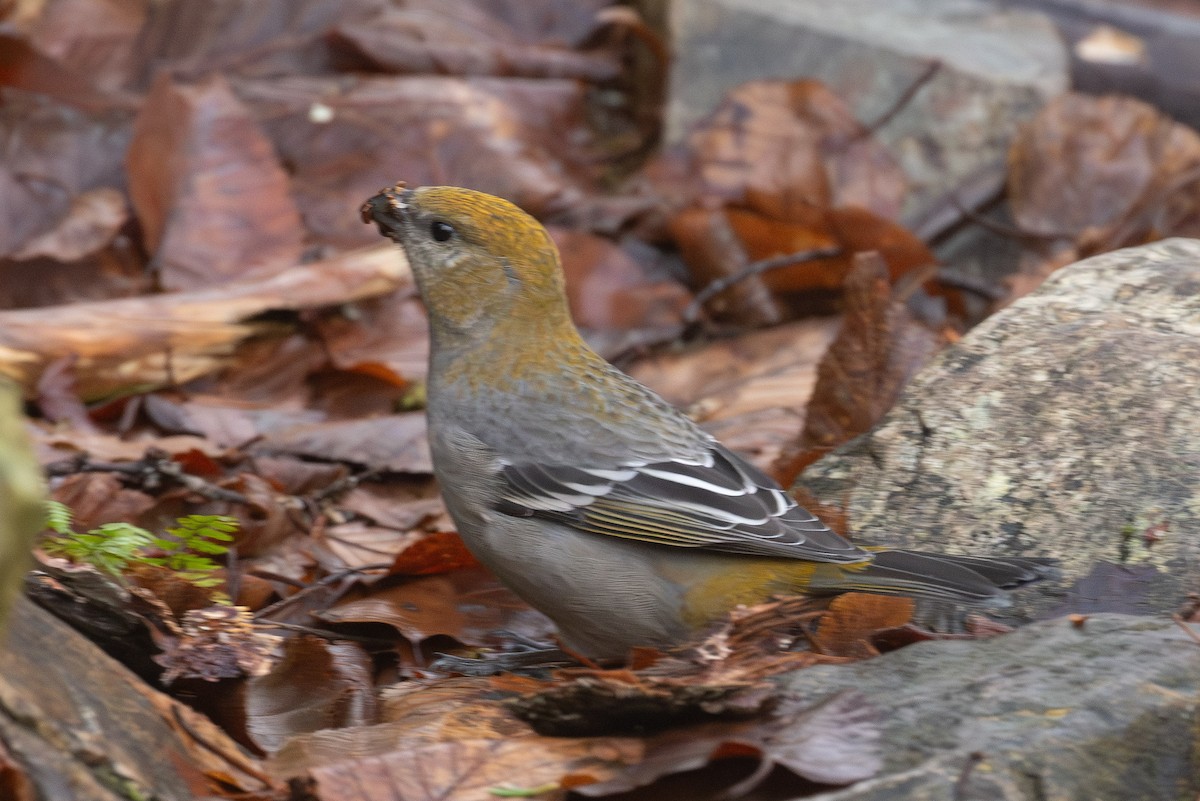 Смеречник тайговий - ML645524968