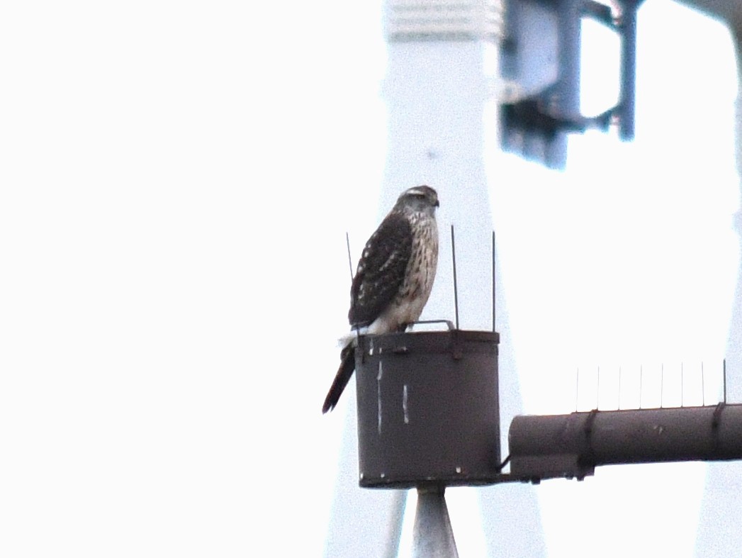 Eurasian Goshawk - ML645524974