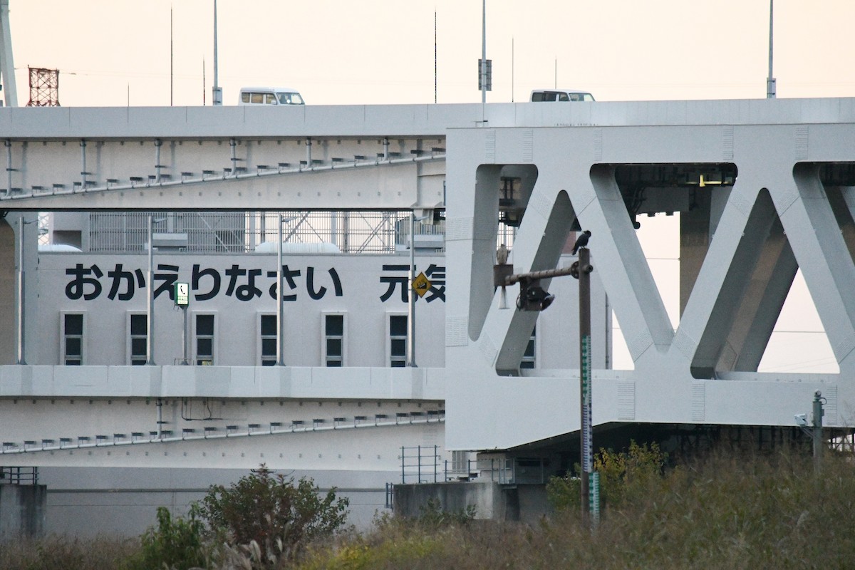 Eurasian Goshawk - ML645524977