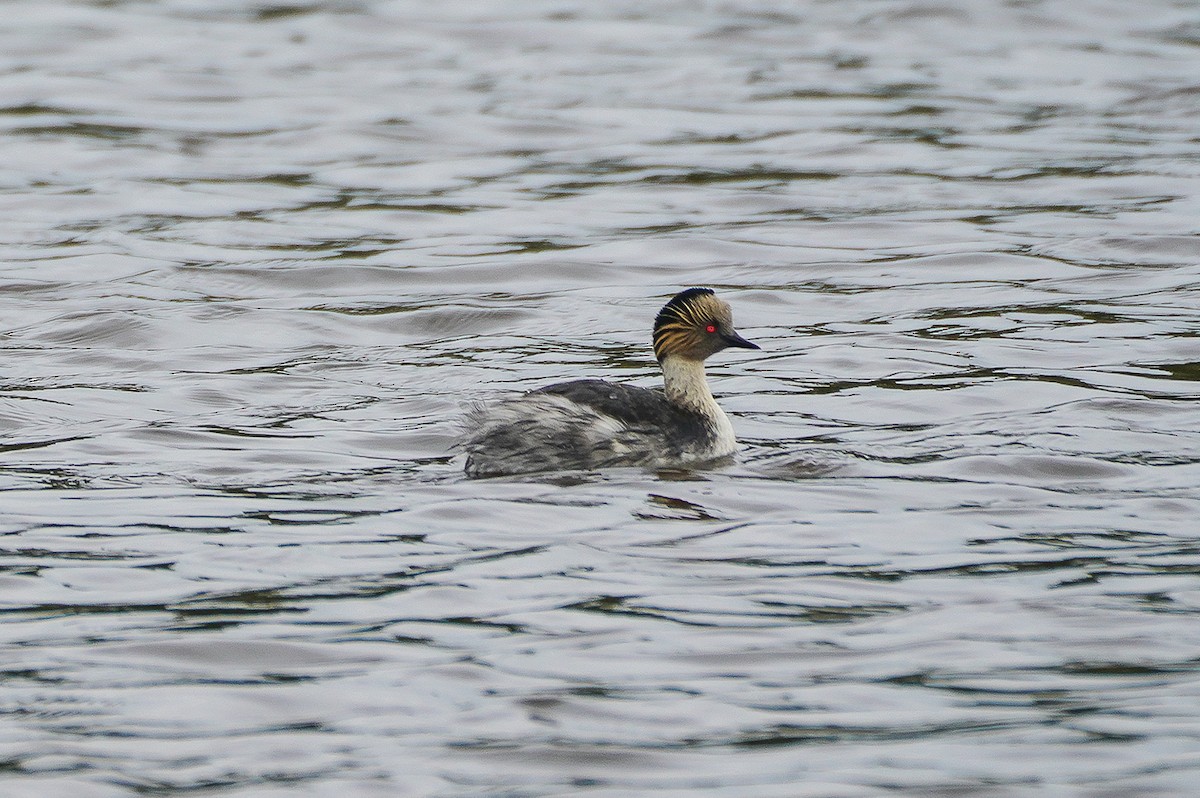 potápka stříbřitá - ML645524990