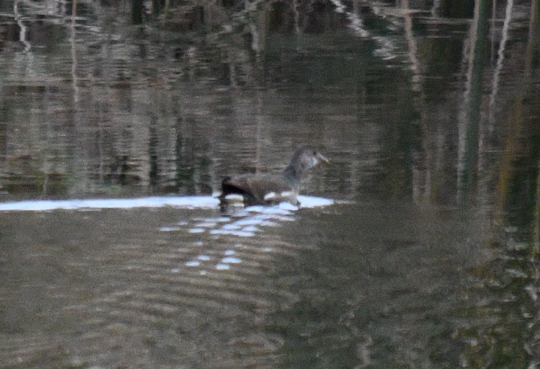Eurasian Moorhen - ML645524991