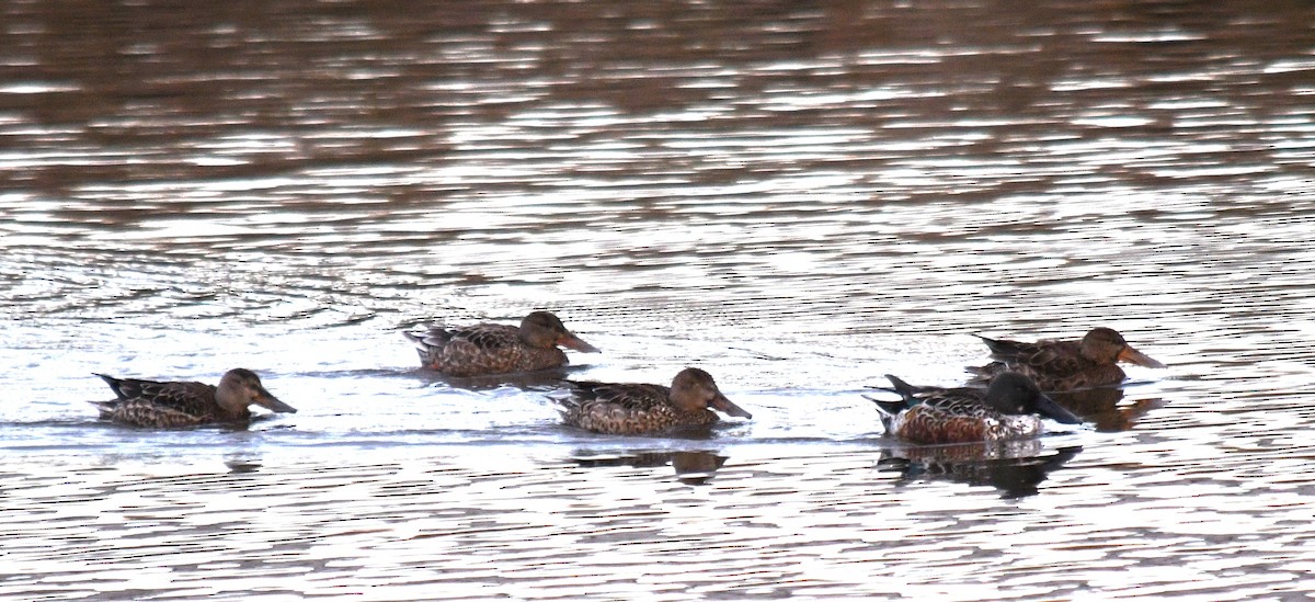 Northern Shoveler - ML645525015