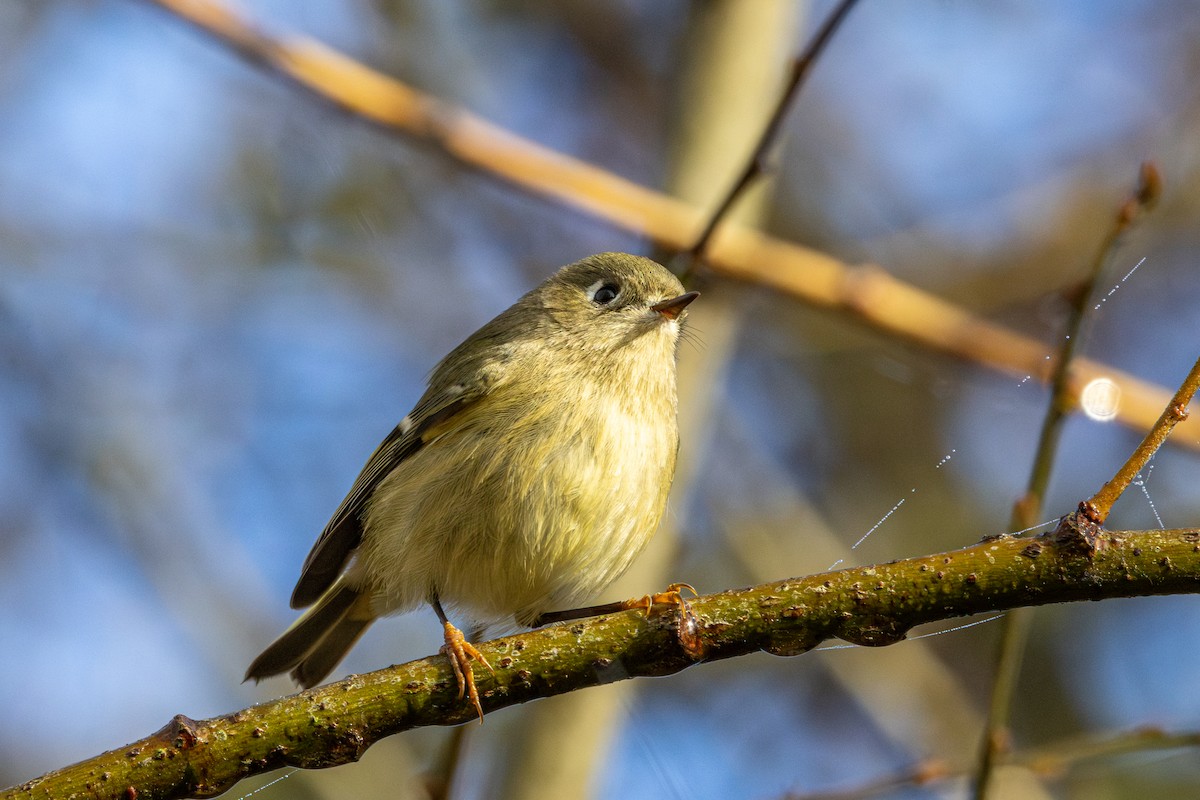 Ruby-crowned Kinglet - ML645525016