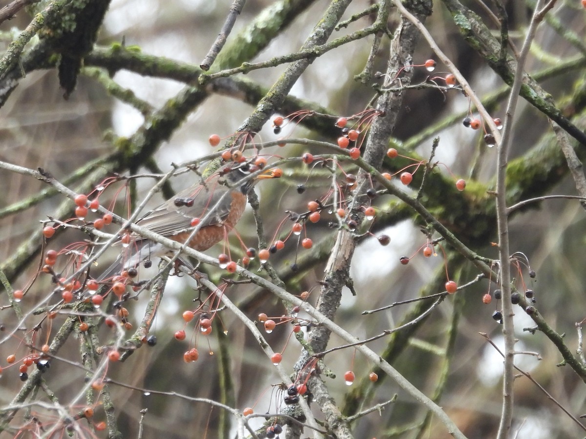 Дрізд мандрівний - ML645525038