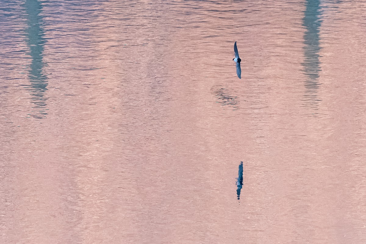 vlaštovka modrobílá - ML645525051