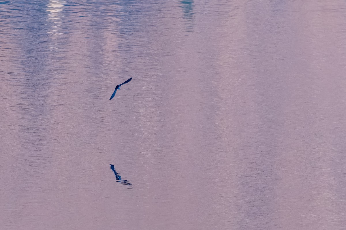 vlaštovka modrobílá - ML645525052