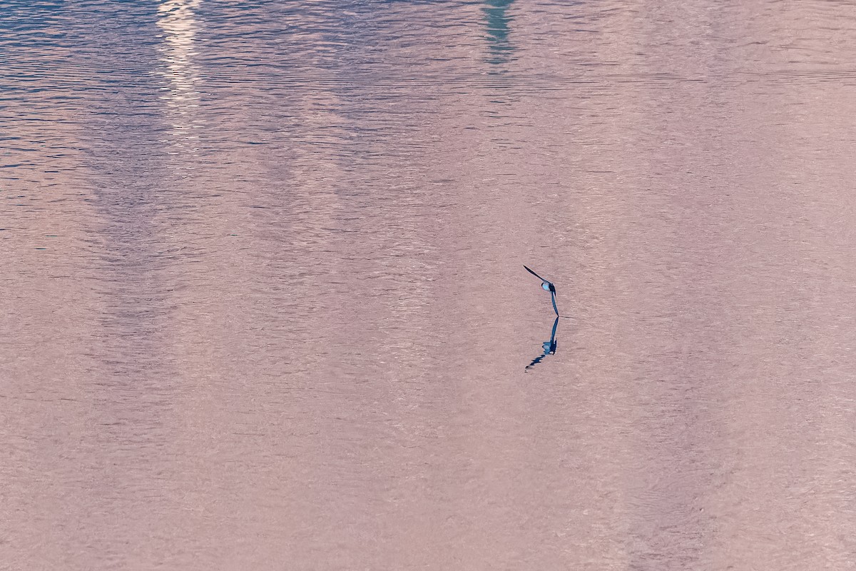 vlaštovka modrobílá - ML645525059