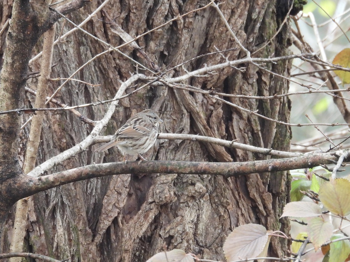 Пасовка співоча - ML645525065