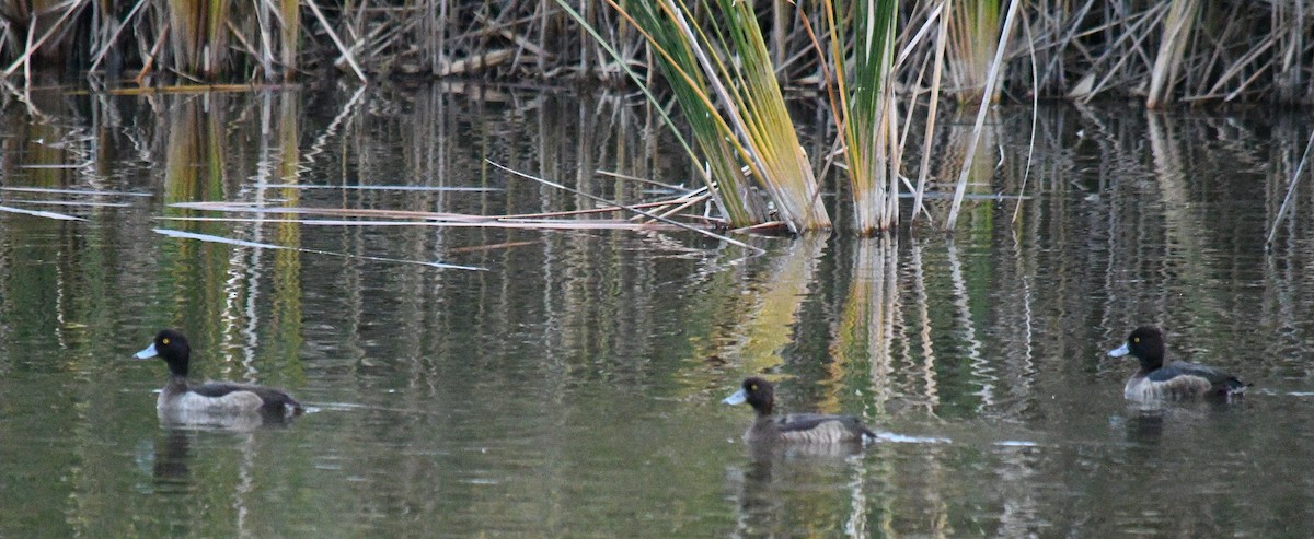 Tufted Duck - ML645525070