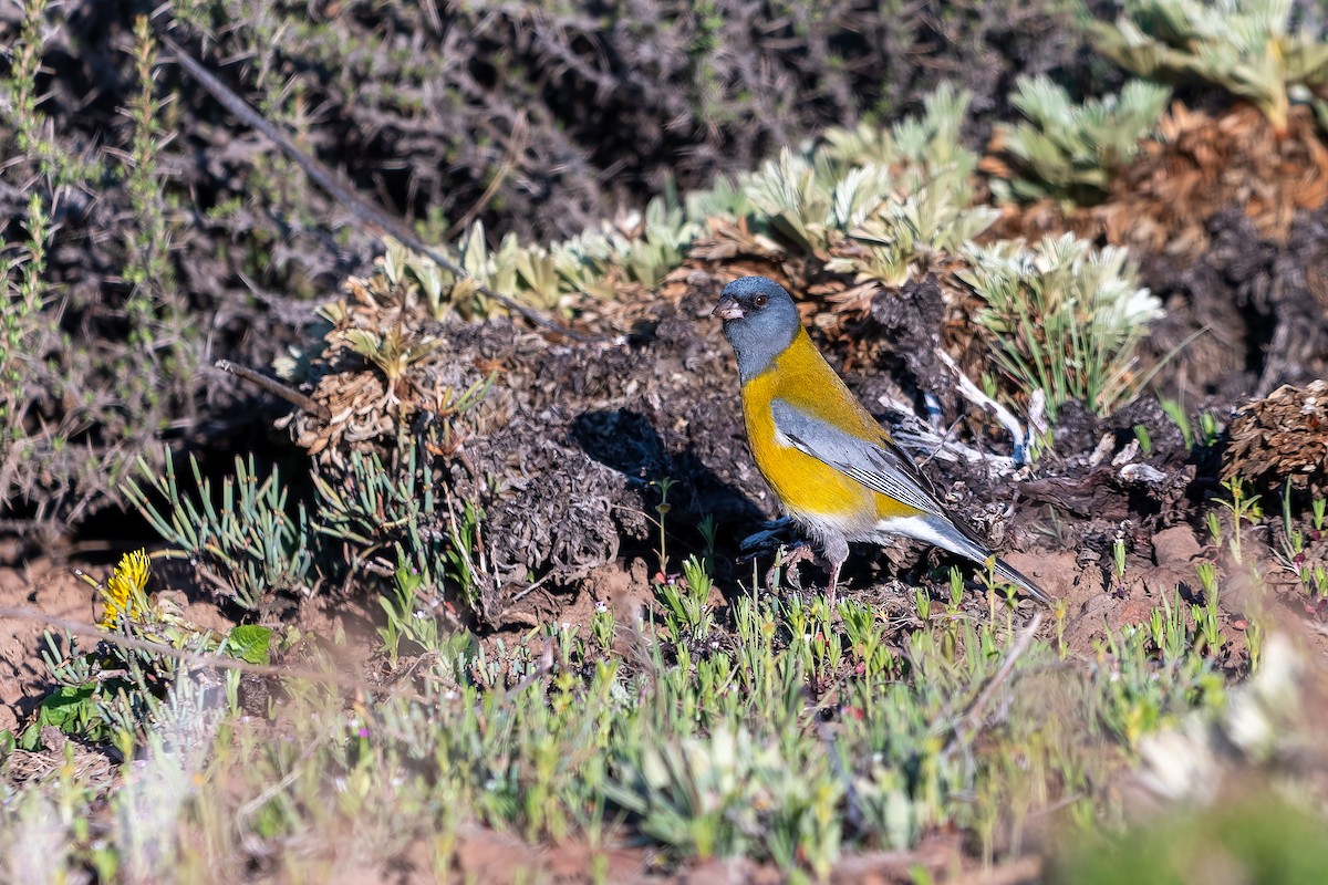 Gray-hooded Sierra Finch - ML645525072