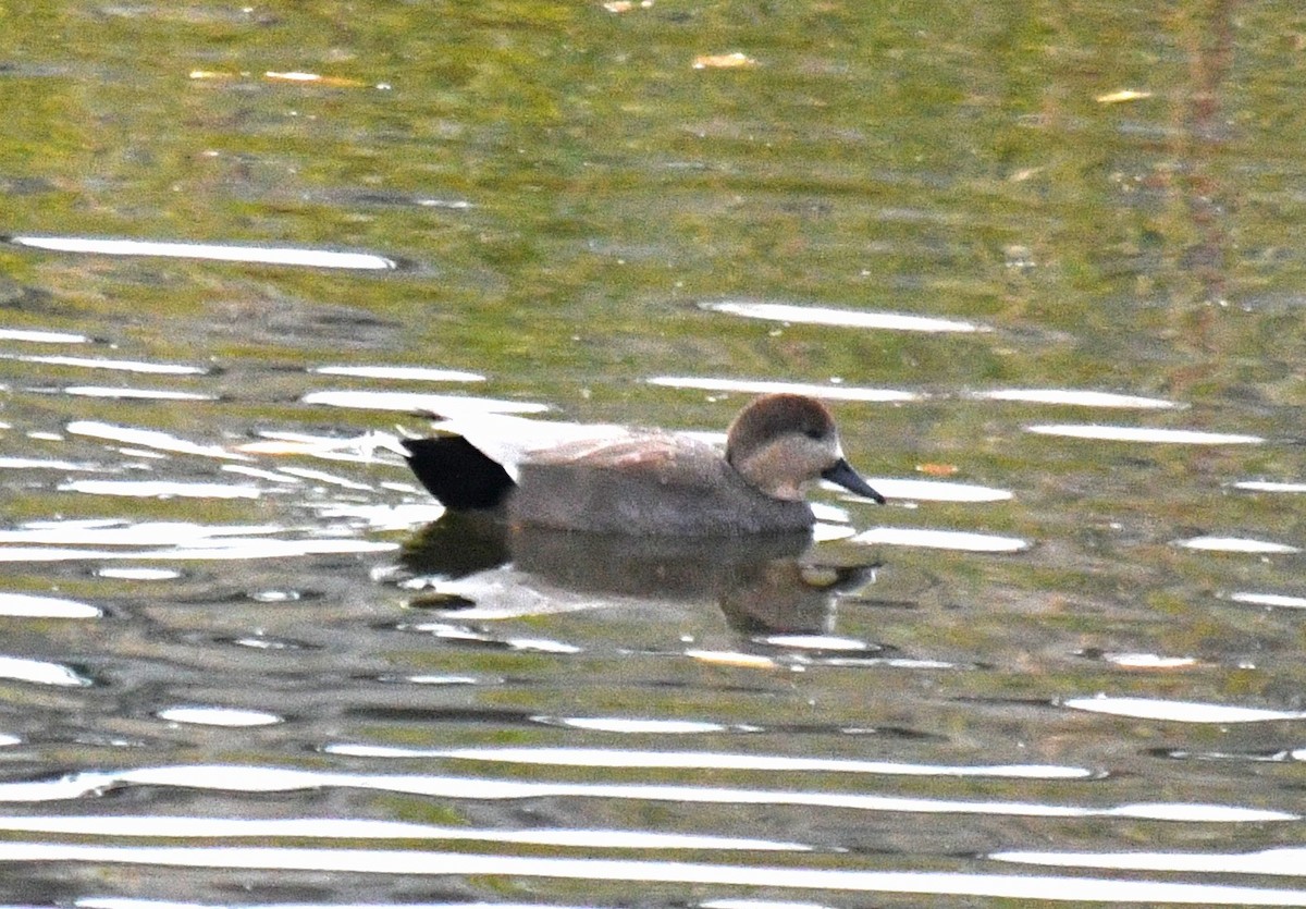 Gadwall - ML645525079