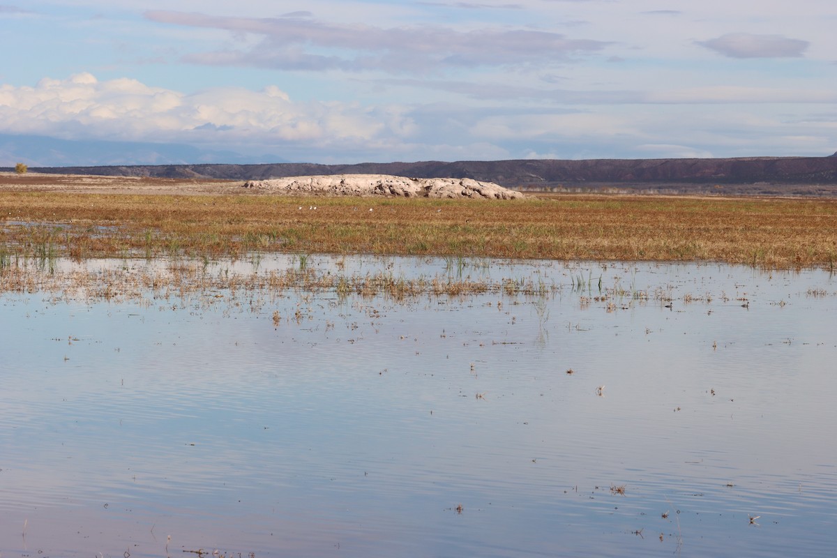 Greater Yellowlegs - ML645525090