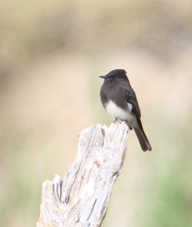 Чёрный фиби - ML645525128