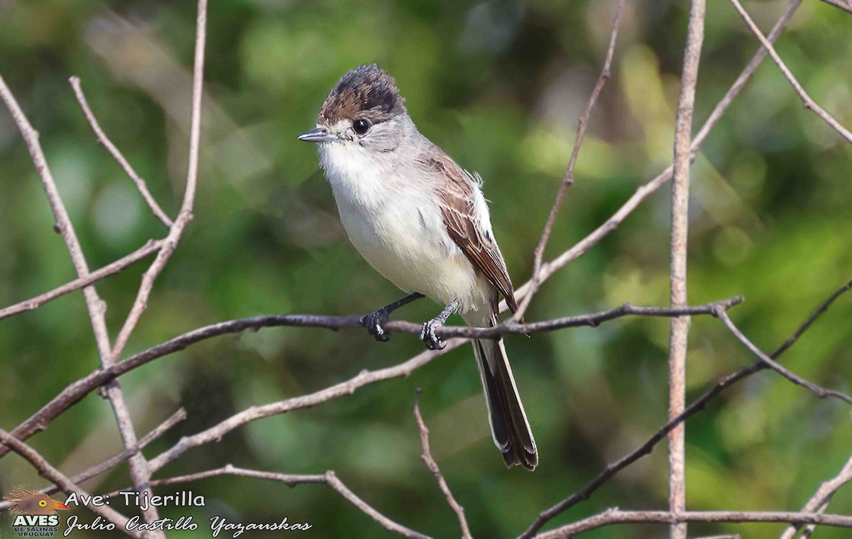 Черноголовый бекард - ML645525129