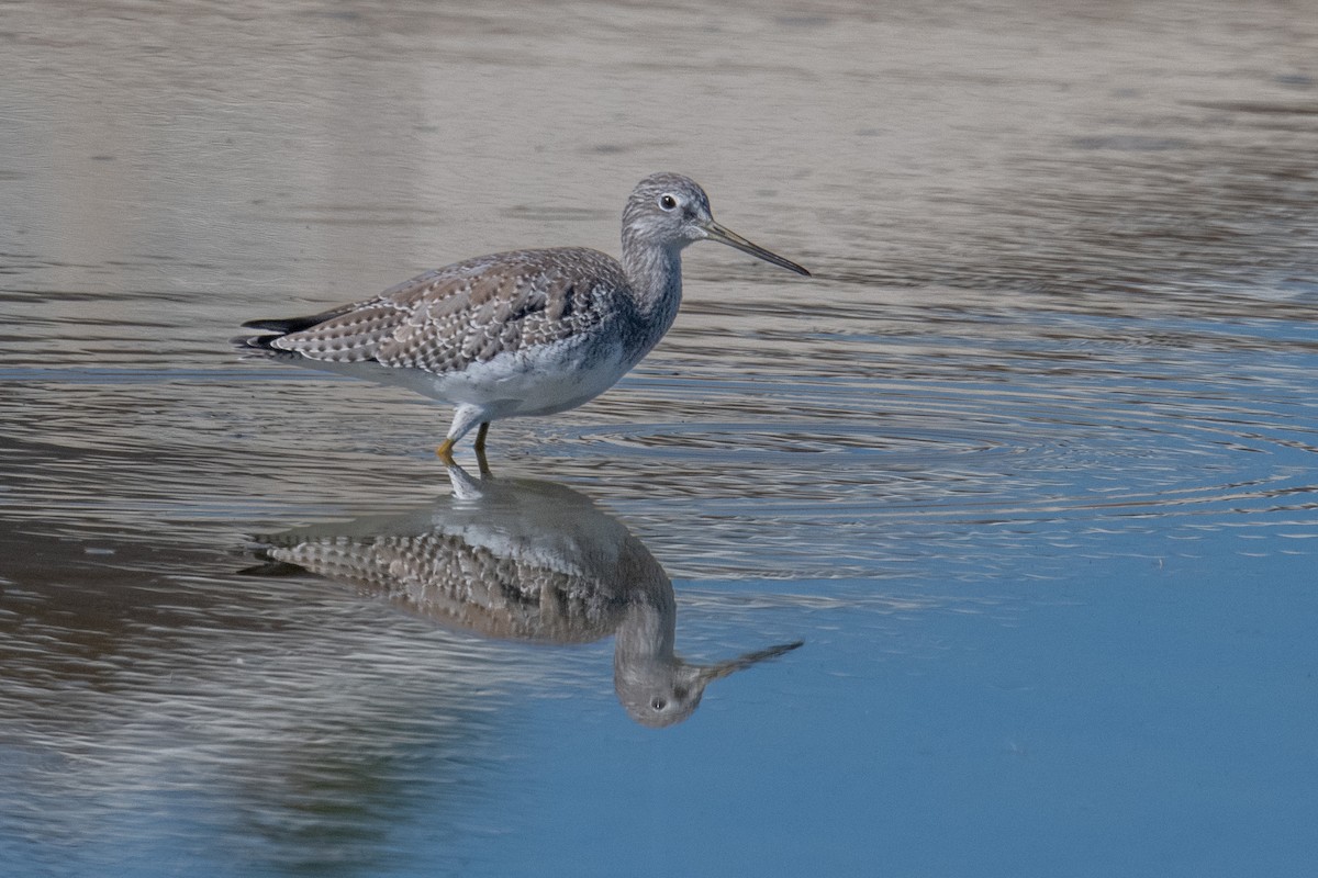 Пёстрый улит - ML645525130