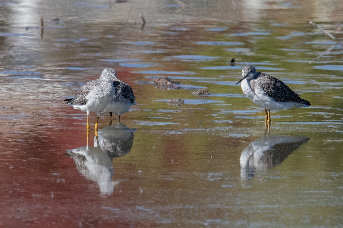 Пёстрый улит - ML645525131