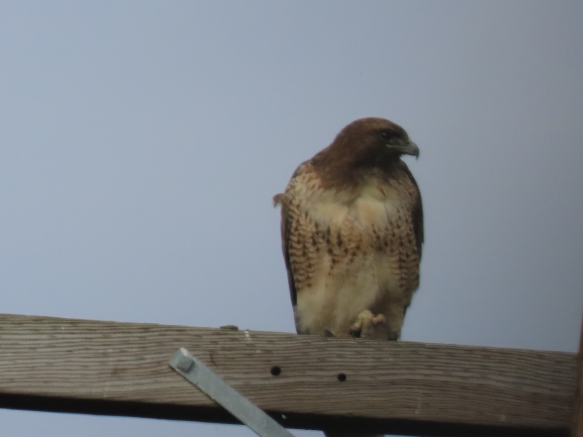 Краснохвостый канюк - ML645525133