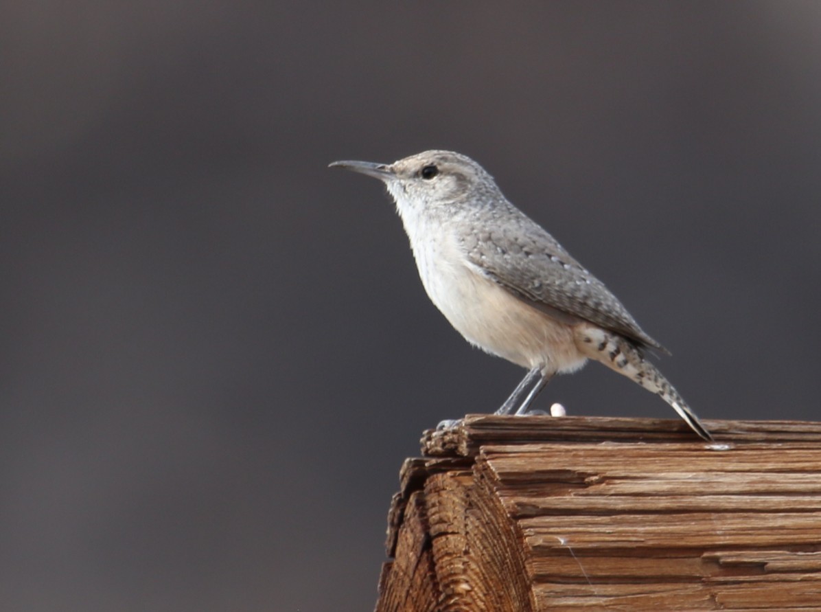 Скальный крапивник - ML645525134
