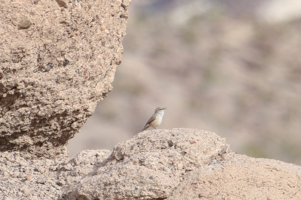 Скальный крапивник - ML645525135