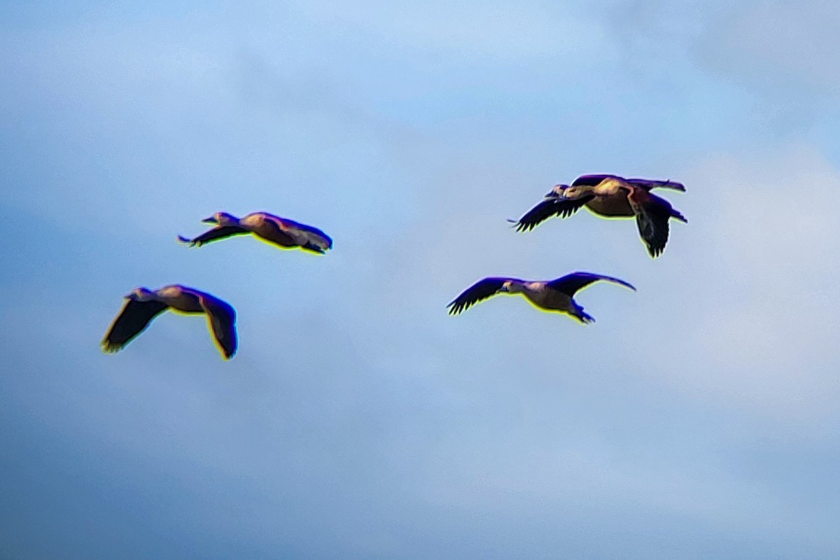 Малая древесная утка - ML645525136